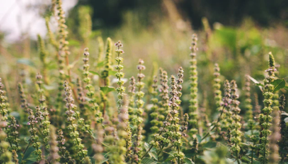 6 Loại Thảo Mộc Cho Mùa Xuân Tươi Sáng Và Khỏe Mạnh