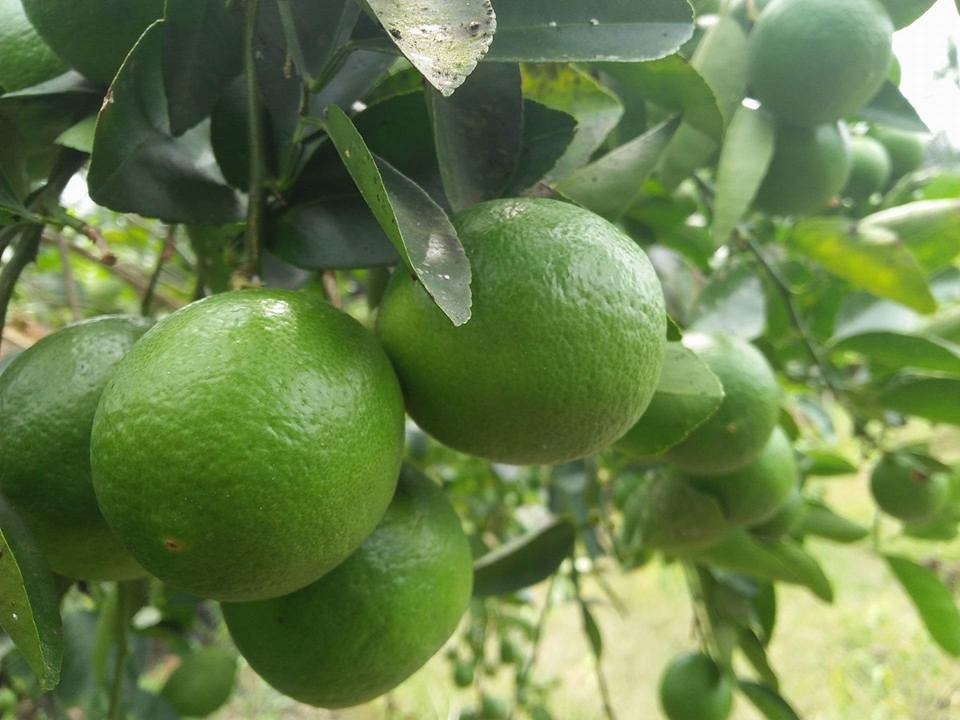 Bài thuốc từ vỏ quả chanh