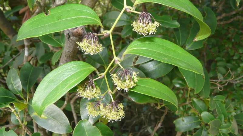 Cây Thổ Phục Linh Làm Thuốc Có Tốt Không? Cách Dùng Chi Tiết