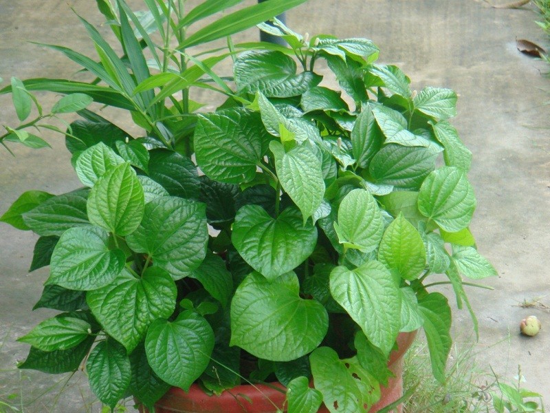 Lá lốt: Vị thuốc nam chữa bệnh hiệu quả trong đông y