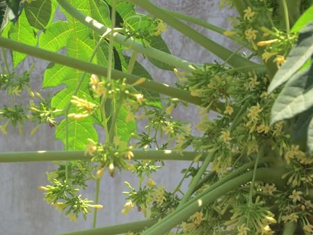 Cây thuốc chữa ho nhà nào cũng có