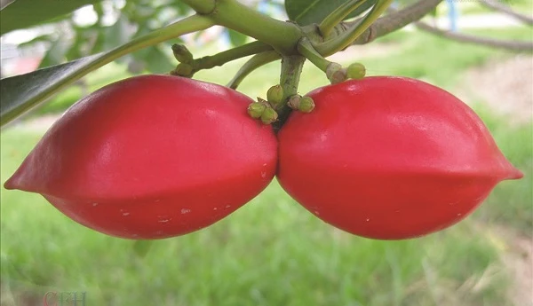 Sim - Cây thuốc bổ huyết, chống lão hóa