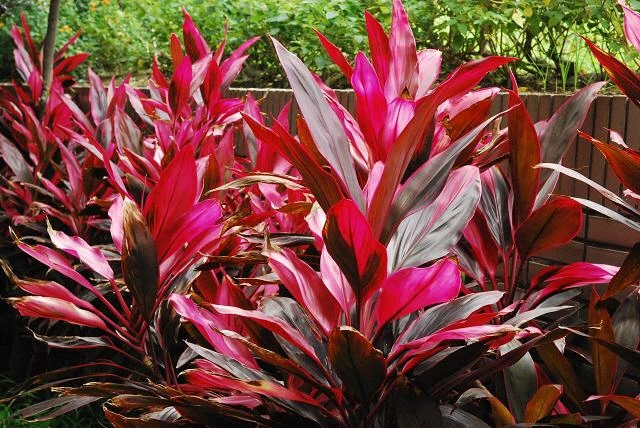 Một số cây thuốc có tác dụng cầm máu