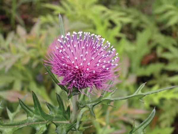 Cây thuốc có tác dụng như mật gấu